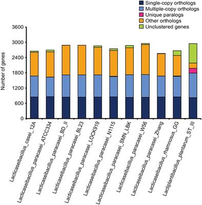 Comparative genomic analysis of Lacticaseibacillus paracasei SMN-LBK from koumiss